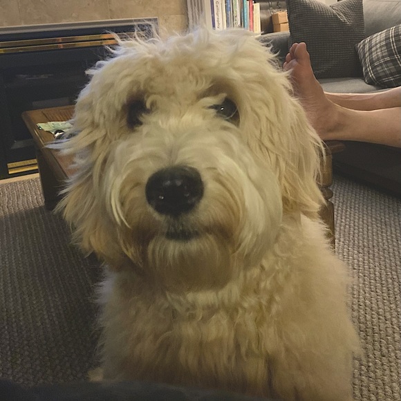 Meet your Posher, Miriam - Picture 2 of 2